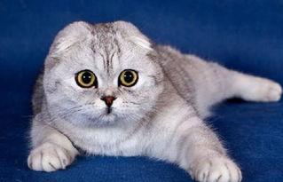 娱乐吃瓜君折耳猫七七,折耳猫的娱乐传奇  第1张