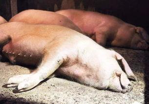 甘肃猪瘟最新爆料,防控措施升级，养殖户忧心忡忡  第1张